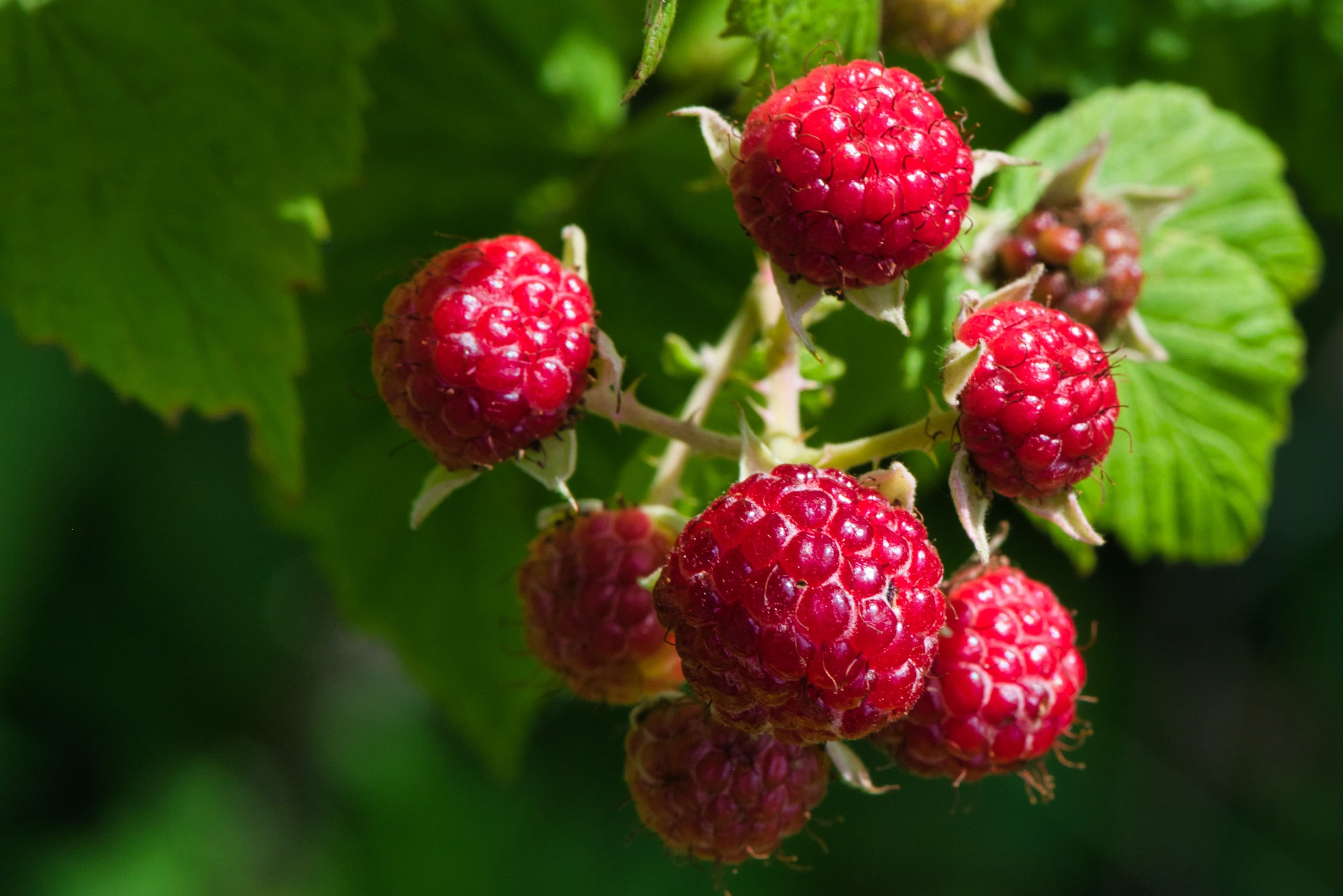 Himmbeeren