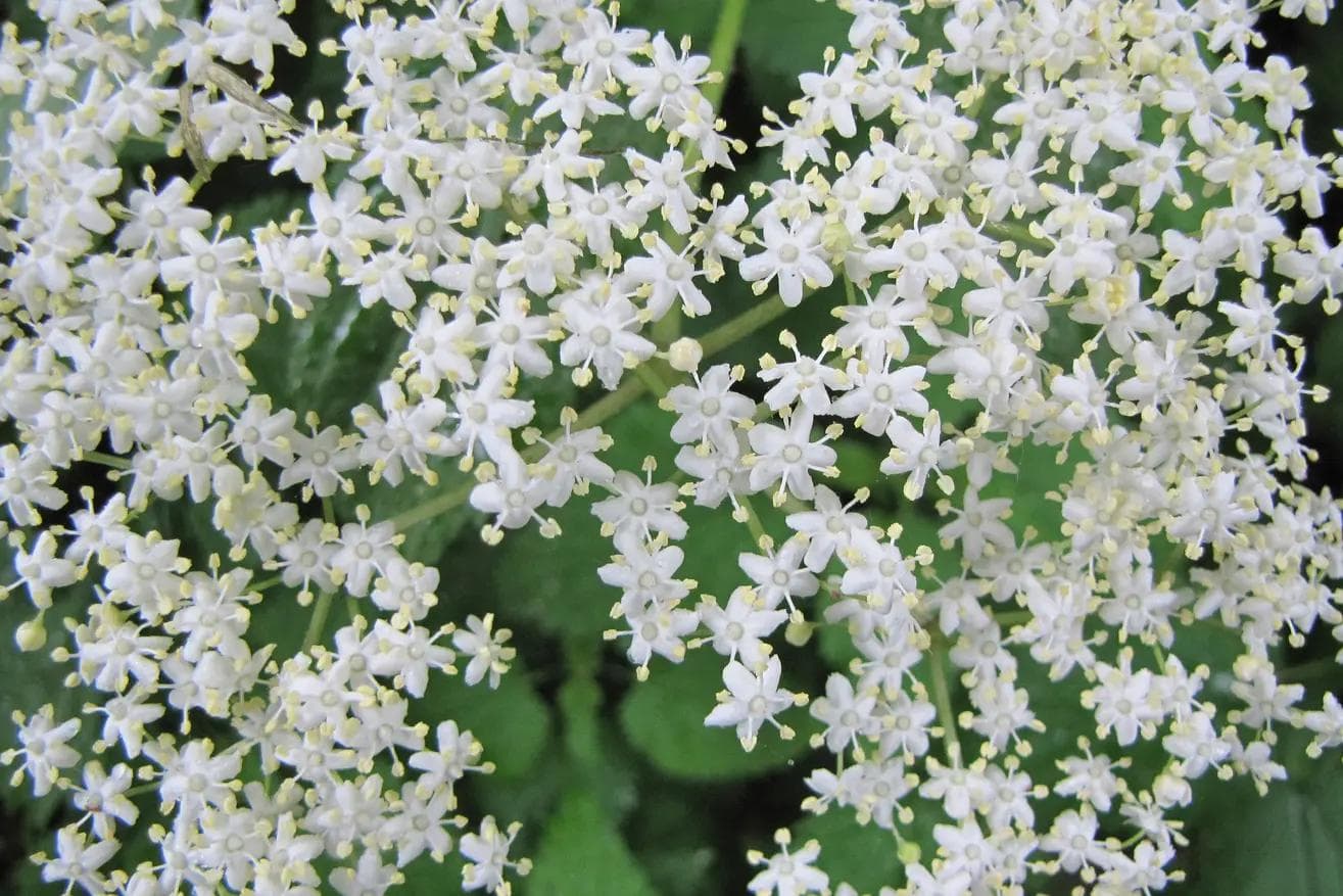 Holunderblüten